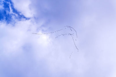 Migratory birds in the sky. a flock of birds in the blue sky.