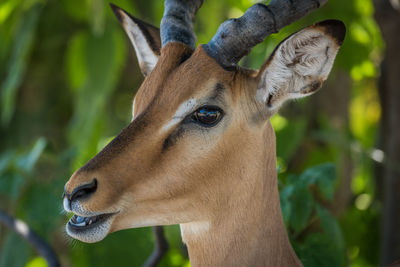 Close-up of head of impala