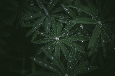 Full frame shot of raindrops on plant