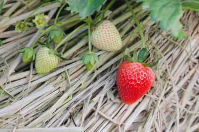 High angle view of strawberries on plant