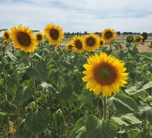 Close-up of sunflower blooming in field