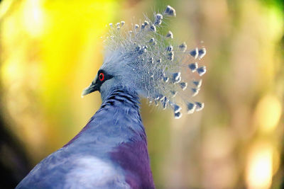 Close-up of a nicobar pigeon in the forest