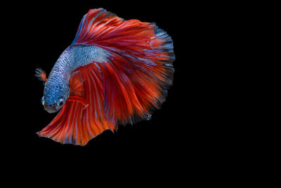 Close-up of fish underwater