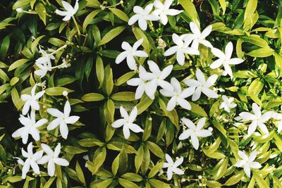 High angle view of white flowering plants