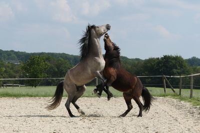 Horses playing, rearing