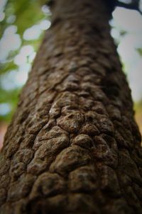 Low angle view of tree trunk