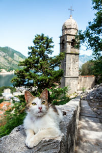 Cat sitting on retaining wall against sky