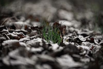 Close-up of plant