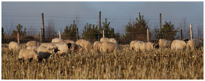 Panoramic view of a sheep
