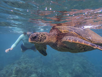 Woman swimming by turtle in sea