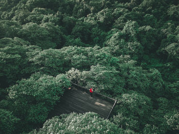 High angle view of woman at observation point in forest