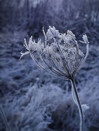 Close-up of frozen leaf during winter