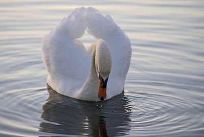 Solo swan at hatchet pond, beaulieu, new forest national park