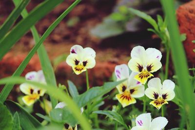 Close-up of flowers blooming outdoors