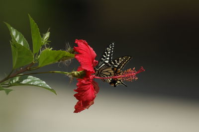 Close-up of butterfly on red flower