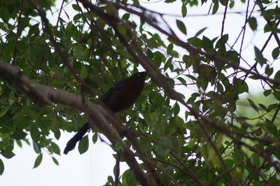 Low angle view of bird perching on tree against sky