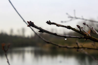 Close-up of lizard on branch against sky