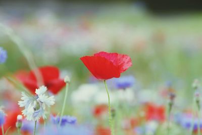 Close-up of red flowers blooming in field