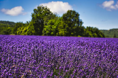 Purple flowering plants on field against sky
