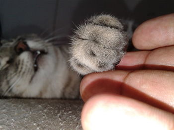 Close-up of hand holding cat