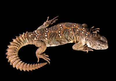 Close-up of lizard against black background