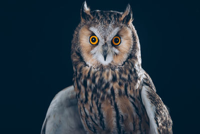 Close-up portrait of owl against black background