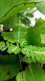 Close-up of leaves