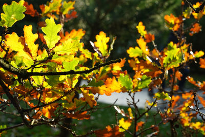 Close-up of yellow leaves on tree