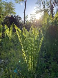 Plants growing on land against sky