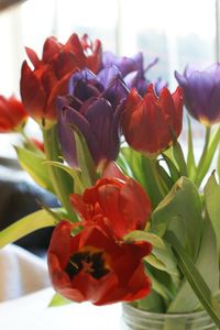 Close-up of red flowers