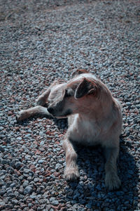 High angle view of dog sitting on street