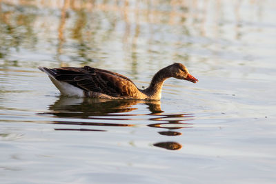 Duck swimming in lake