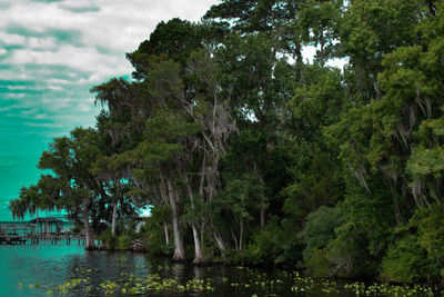 Trees by lake in forest against sky