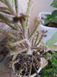 Close-up of flower tree