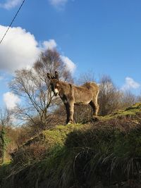 Low angle view of donkey standing on field against sky