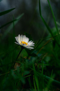 Close-up of white flower on field