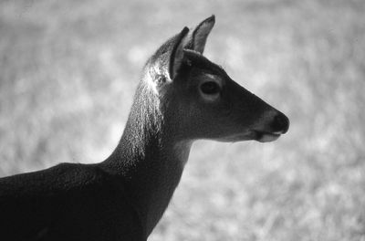 Profile view of white-tailed deer