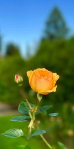 Close-up of butterfly on flower