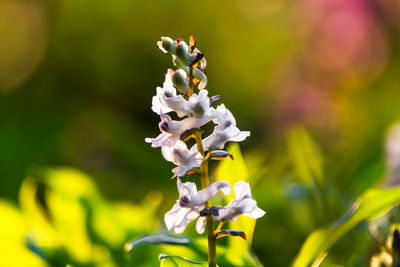 Close-up of purple flowering plant