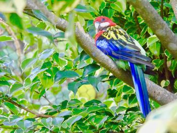 Bird perching on branch