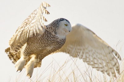 Low angle view of snowy owl flying against clear sky