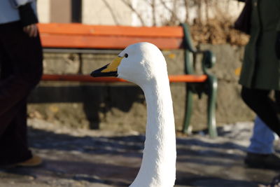 Close-up of a bird