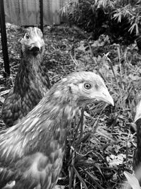 Close-up of chickens