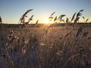 Close-up of wheat growing on field against sky during sunset