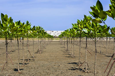 High angle view of mangrove trees planted in rows on land