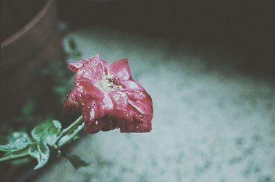 Close-up of red flower