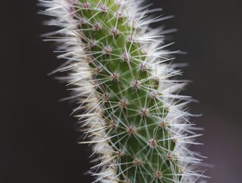 Close-up of plant against black background