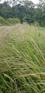 Close-up of grass on field