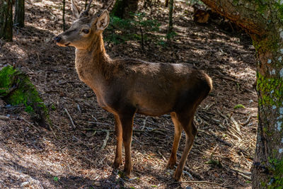 Deer standing in a forest