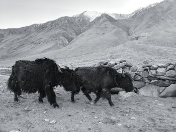 Horse on field against mountains